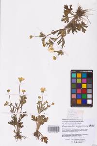 Ranunculus oxyspermus Willd., Eastern Europe, Lower Volga region (E9) (Russia)