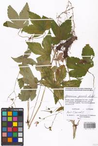 Geranium gracile Ledeb. in Nordm., Eastern Europe, Moscow region (E4a) (Russia)