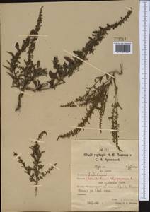 Lipandra polysperma (L.) S. Fuentes, Uotila & Borsch, Middle Asia, Northern & Central Kazakhstan (M10) (Kazakhstan)