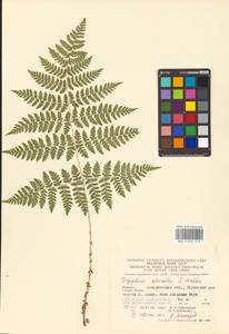 Dryopteris expansa (C. Presl) Fraser-Jenk. & Jermy, Eastern Europe, West Ukrainian region (E13) (Ukraine)