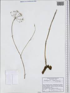 Scaligeria napiformis (Willd. ex Spreng.) Grande, Western Europe (EUR) (Greece)