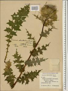 Cirsium obvallatum (M. Bieb.) M. Bieb., Caucasus, North Ossetia, Ingushetia & Chechnya (K1c) (Russia)