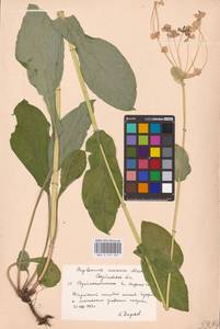 Bupleurum aureum Fisch., Eastern Europe, Eastern region (E10) (Russia)