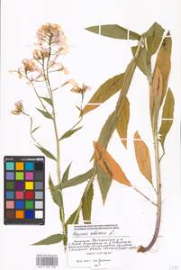 Hesperis sibirica L., Eastern Europe, Moscow region (E4a) (Russia)