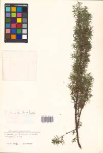 Juniperus communis L., Eastern Europe, Moscow region (E4a) (Russia)