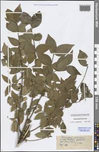 Euonymus verrucosus Scop., Middle Asia, Caspian Ustyurt & Northern Aralia (M8) (Kazakhstan)