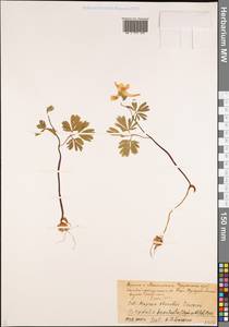 Corydalis bracteata (Steph.) Pers., Siberia, Central Siberia (S3) (Russia)