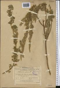 Artemisia abrotanum L., Middle Asia, Muyunkumy, Balkhash & Betpak-Dala (M9) (Kazakhstan)