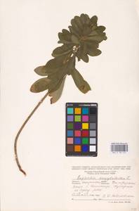 Euphorbia amygdaloides L., Eastern Europe, West Ukrainian region (E13) (Ukraine)