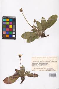 Taraxacum serotinum (Waldst. & Kit.) Poir., Middle Asia, Caspian Ustyurt & Northern Aralia (M8) (Kazakhstan)