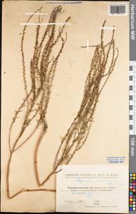 Thymelaea passerina (L.) Coss. & Germ., Eastern Europe, North Ukrainian region (E11) (Ukraine)