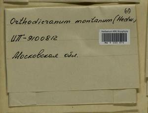 Orthodicranum montanum (Hedw.) Loeske, Bryophytes, Bryophytes - Moscow City & Moscow Oblast (B6a) (Russia)