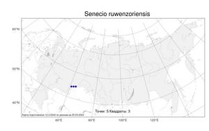 Senecio ruwenzoriensis S. Moore, Atlas of the Russian Flora (FLORUS) (Russia)