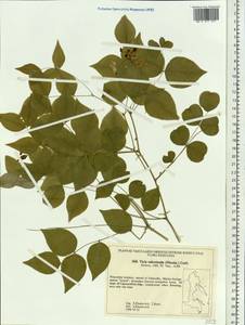 Vicia subrotunda (Maxim.) Czefr., Siberia, Russian Far East (S6) (Russia)