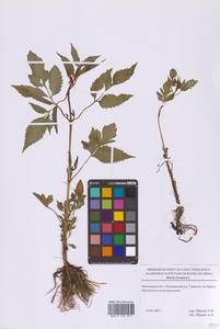 Bidens frondosa L., Eastern Europe, Moscow region (E4a) (Russia)