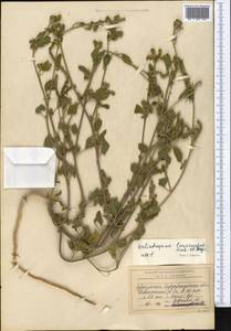 Heliotropium ellipticum Ledeb., Middle Asia, Syr-Darian deserts & Kyzylkum (M7) (Uzbekistan)