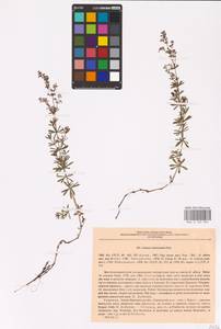 Galium album subsp. suberectum (Klokov) Michalk., Eastern Europe, West Ukrainian region (E13) (Ukraine)