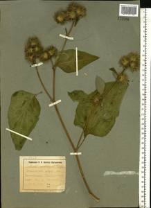 Arctium nemorosum Lej., Eastern Europe, South Ukrainian region (E12) (Ukraine)