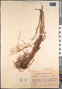 Eriophorum angustifolium Honck., Siberia, Western Siberia (S1) (Russia)