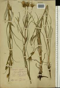 Tragopogon orientalis L., Eastern Europe, Central forest-and-steppe region (E6) (Russia)