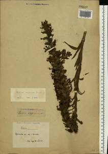 Pontechium maculatum (L.) Böhle & Hilger, Eastern Europe, North Ukrainian region (E11) (Ukraine)