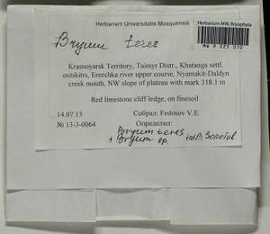 Ptychostomum teres (Lindb.) J.R. Spence, Bryophytes, Bryophytes - Krasnoyarsk Krai, Tyva & Khakassia (B17) (Russia)