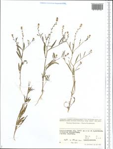 Brassicaceae, Middle Asia, Caspian Ustyurt & Northern Aralia (M8) (Kazakhstan)