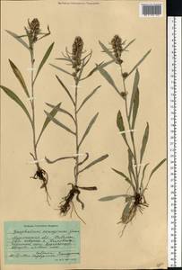 Omalotheca norvegica (Gunnerus) Sch. Bip. & F. W. Schultz, Eastern Europe, Northern region (E1) (Russia)