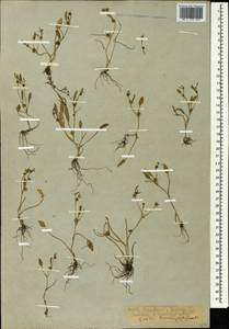 Ranunculus lateriflorus DC., Caucasus, Armenia (K5) (Armenia)