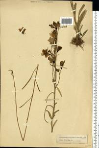 Campanula persicifolia L., Eastern Europe, Moscow region (E4a) (Russia)