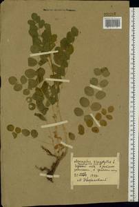 Astragalus glycyphyllos L., Eastern Europe, South Ukrainian region (E12) (Ukraine)