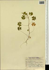 Oxalis corniculata L., South Asia, South Asia (Asia outside ex-Soviet states and Mongolia) (ASIA) (India)