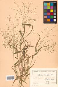 Panicum bisulcatum Thunb., Siberia, Russian Far East (S6) (Russia)