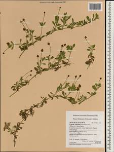 Phyla nodiflora var. minor (Gillies & Hook.) N.O'Leary & Múlgura, South Asia, South Asia (Asia outside ex-Soviet states and Mongolia) (ASIA) (Cyprus)