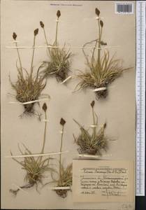 Carex kokanica (Regel) S.R.Zhang, Middle Asia, Western Tian Shan & Karatau (M3) (Uzbekistan)