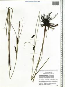 Carex gotoi Ohwi, Siberia, Baikal & Transbaikal region (S4) (Russia)