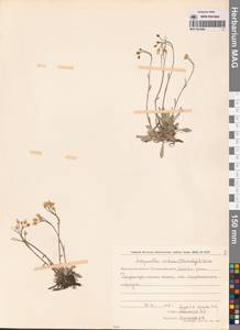 Physaria arctica (Wormsk. ex Hornem.) O'Kane & Al-Shehbaz, Siberia, Chukotka & Kamchatka (S7) (Russia)