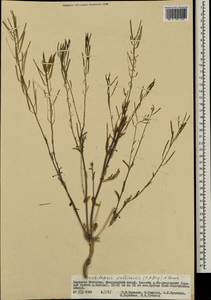 Crucihimalaya mollissima (C.A. Mey.) Al-Shehbaz, O'Kane & R.A. Price, Mongolia (MONG) (Mongolia)