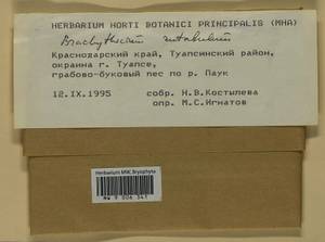 Brachythecium rutabulum (Hedw.) Schimp., Bryophytes, Bryophytes - North Caucasus & Ciscaucasia (B12) (Russia)