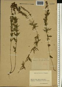 Veronica austriaca subsp. dentata (F. W. Schmidt) Watzl, Eastern Europe, Rostov Oblast (E12a) (Russia)