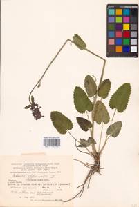 MHA 0 154 775, Betonica officinalis L., Eastern Europe, West Ukrainian region (E13) (Ukraine)