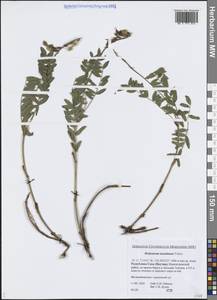 Hedysarum inundatum Turcz., Siberia, Yakutia (S5) (Russia)