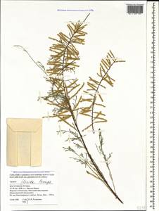 Tamarix florida Bunge, Caucasus, Georgia (K4) (Georgia)