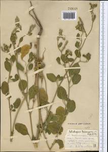 Heliotropium ellipticum Ledeb., Middle Asia, Syr-Darian deserts & Kyzylkum (M7) (Uzbekistan)
