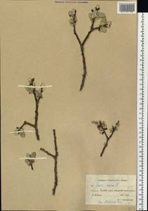 Salix caprea L., Siberia, Chukotka & Kamchatka (S7) (Russia)