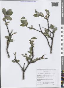 Salix hastata L., Siberia, Yakutia (S5) (Russia)