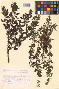 Chamaecytisus ruthenicus (Fisch. ex Woł.) Klásk., Eastern Europe, Volga-Kama region (E7) (Russia)