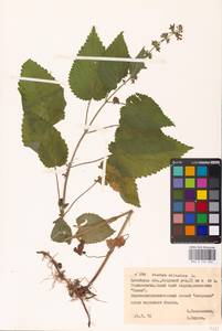 MHA 0 156 046, Stachys sylvatica L., Eastern Europe, Belarus (E3a) (Belarus)
