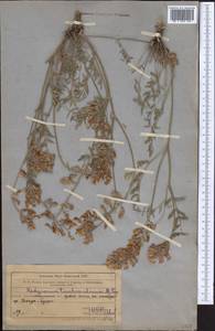 Hedysarum taschkendicum Popov, Middle Asia, Western Tian Shan & Karatau (M3) (Kazakhstan)