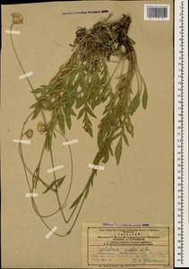 Cephalaria media Litv., Caucasus, Azerbaijan (K6) (Azerbaijan)